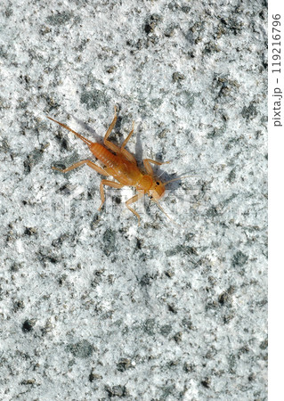 奥道志川の最上流で採集したコウノアミメカワゲラ 119216796