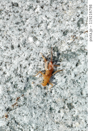 奥道志川の最上流で採集したコウノアミメカワゲラ 119216798