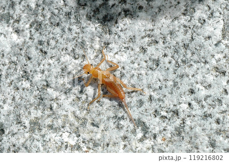 奥道志川の最上流で採集したコウノアミメカワゲラ 奥道志川の最上流で採集したコウノアミメカワゲラ 119216802
