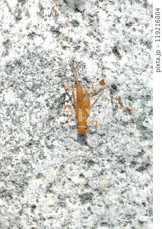 奥道志川の最上流で採集したコウノアミメカワゲラ 119216804