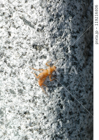 奥道志川の最上流で採集したコウノアミメカワゲラ 119216806