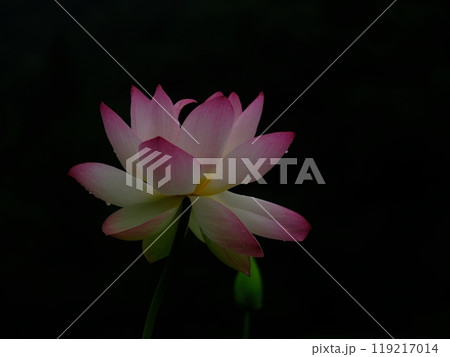 神秘的な蓮の花 119217014
