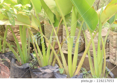Ravenala plant on nursery for sell are cash crops Ravenala plant on nursery for sell are cash crops 119217053