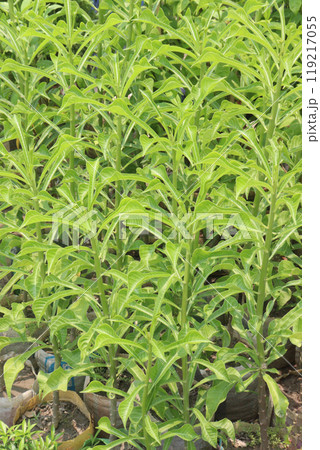 Plumeria pudica flower plant on nursery 119217055