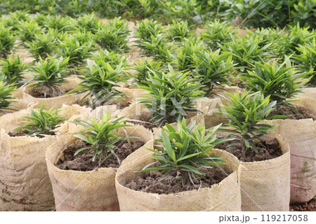 Podocarpus nakaii leaf plant on nursery 119217058
