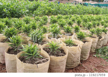 Podocarpus nakaii leaf plant on nursery Podocarpus nakaii leaf plant on nursery 119217059