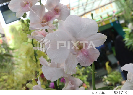 Phalaenopsis schilleriana orchid flower plant on nursery 119217103