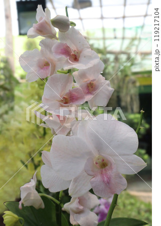 Phalaenopsis schilleriana orchid flower plant on nursery 119217104