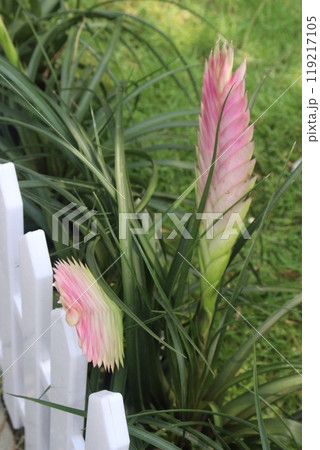 Pink Quill flower plant on nursery Pink Quill flower plant on nursery 119217105