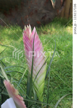Pink Quill flower plant on nursery Pink Quill flower plant on nursery 119217106