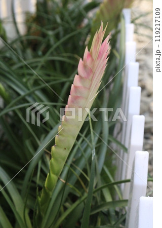 Pink Quill flower plant on nursery 119217109