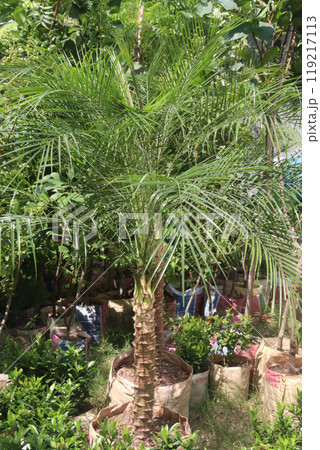 Pygmy date palm plant on nursery 119217113