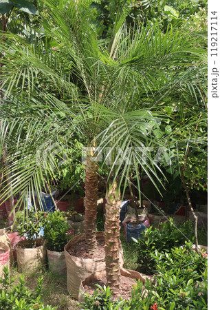 Pygmy date palm plant on nursery 119217114