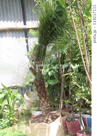 Pygmy date palm plant on nursery 119217115