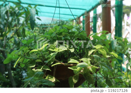 peppermint spice plant on hanging pot in nursery peppermint spice plant on hanging pot in nursery 119217126