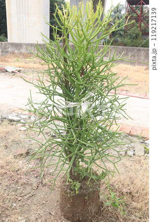 Pencil cactus tree on hanging pot in farm 119217139