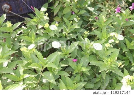 Pseudomussaenda flava flower and ornamental plant Pseudomussaenda flava flower and ornamental plant 119217144