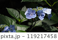 暗い中で光が当たる紫陽花 119217458