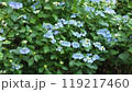 紫陽花の茂み 119217460