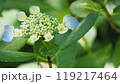 咲きかけの紫陽花 119217464