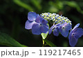 暗い中で光が当たる紫陽花 119217465
