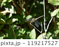 とんぼ3 119217527