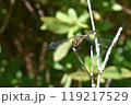とんぼ1 119217529
