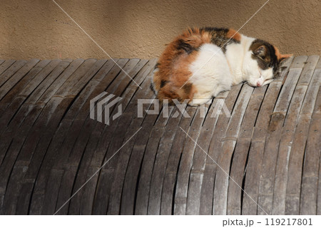 A sleeping cat on 'Inuyarai' fence 犬矢来の上でお昼寝する三毛猫 119217801