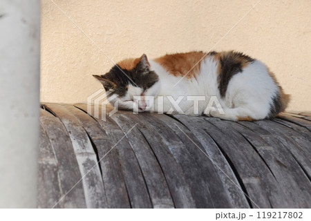 A sleeping cat on 'Inuyarai' fence 犬矢来の上でお昼寝する三毛猫 119217802