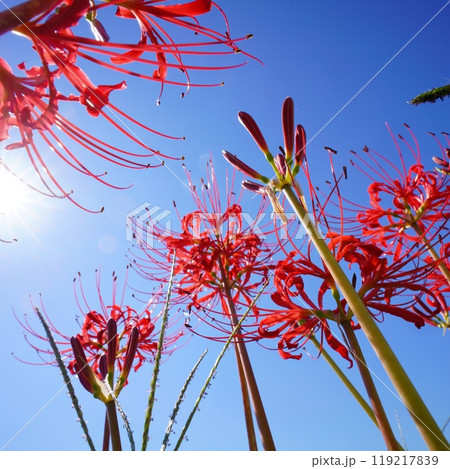 赤と青の世界 赤と青の世界 119217839