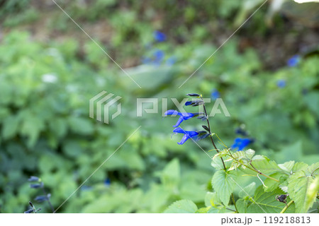 サルビアの花 夏 秋 10月 イメージ 119218813