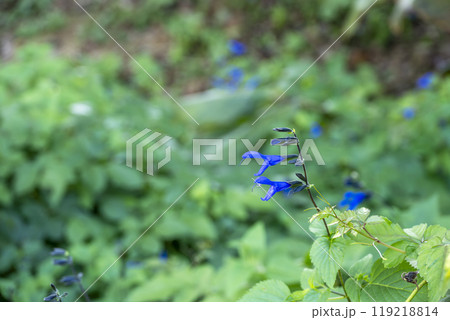 サルビアの花 夏 秋 10月 イメージ 119218814