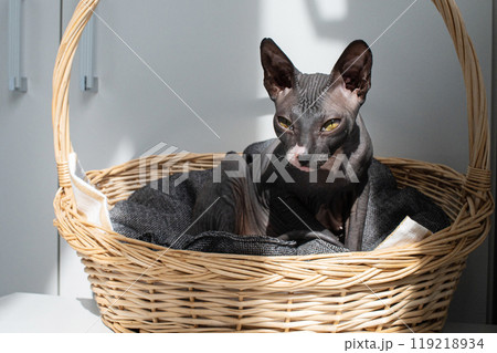 Sphynx Cat Resting in a Wicker Basket under Sunlight 119218934
