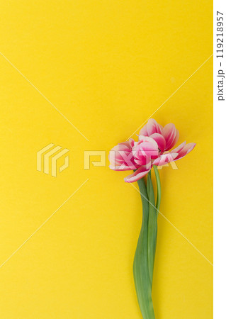 Vibrant Pink Tulip on Yellow Background 119218957