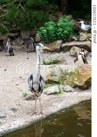 Grey heron standing by the water with penguins in the background in a zoo. Grey heron standing by the water with penguins in the background in a zoo. 119219003
