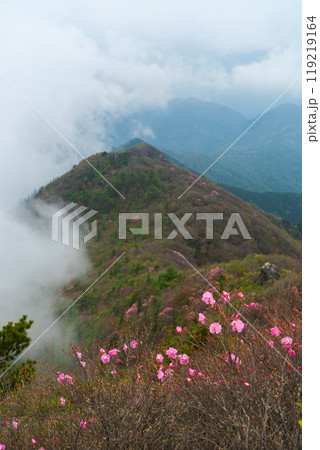 東赤石山とアケボノツツジ 東赤石山とアケボノツツジ 119219164