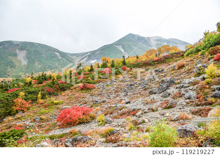 乗鞍エコーライン沿いの紅葉 乗鞍エコーライン沿いの紅葉 119219227