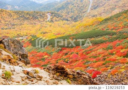 乗鞍エコーライン沿いの紅葉 119219253