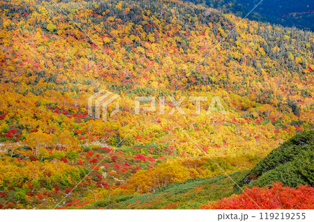 乗鞍エコーライン沿いの紅葉 119219255