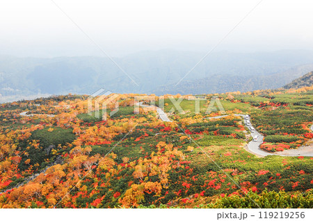 乗鞍エコーライン沿いの紅葉 119219256