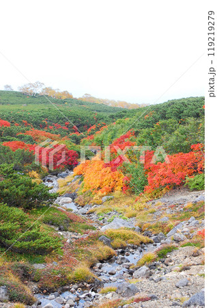 乗鞍エコーライン沿いの紅葉 乗鞍エコーライン沿いの紅葉 119219279