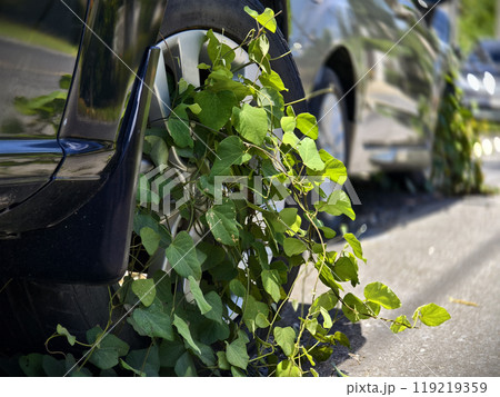 A black car that has a broken tire and is covered with leaves 119219359