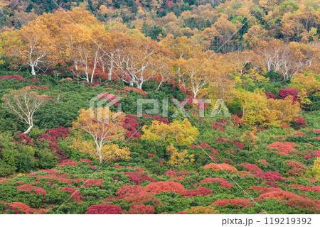 乗鞍エコーライン沿いの紅葉 乗鞍エコーライン沿いの紅葉 119219392