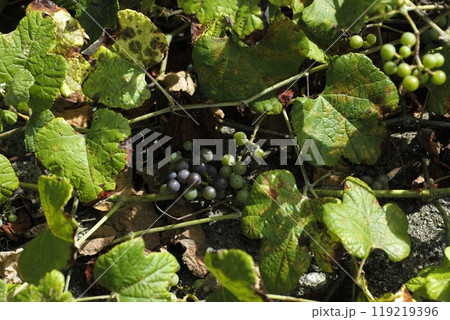 エビヅル 119219396