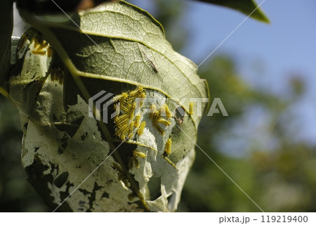 イラガの幼虫 119219400