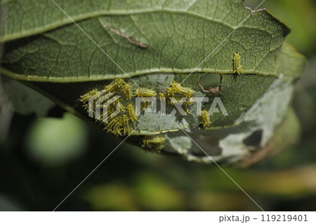 イラガの幼虫 119219401
