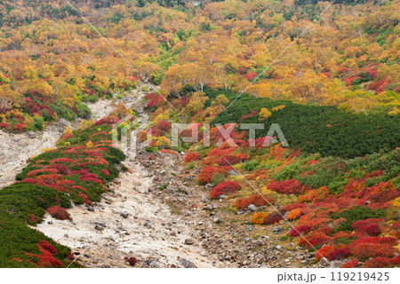 乗鞍エコーライン沿いの紅葉 乗鞍エコーライン沿いの紅葉 119219425