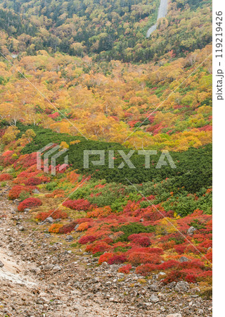 乗鞍エコーライン沿いの紅葉 乗鞍エコーライン沿いの紅葉 119219426