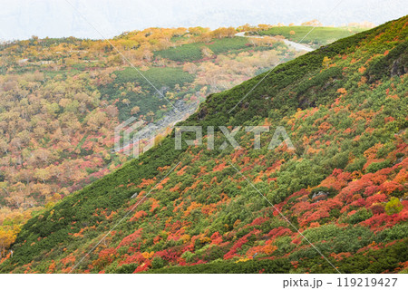 乗鞍エコーライン沿いの紅葉 乗鞍エコーライン沿いの紅葉 119219427