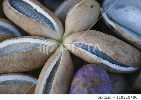アケビ アケビ 119219480